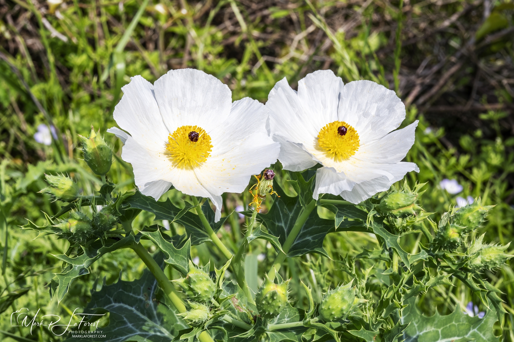 Thistle Poppy, Austin, Texas